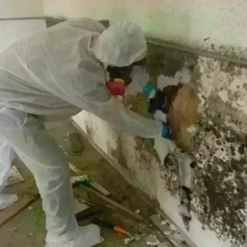 Mold Remediation and Removal in Cedar Rapids, IA